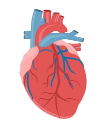 The image shows a heart and the blood vessels leaving the heart.