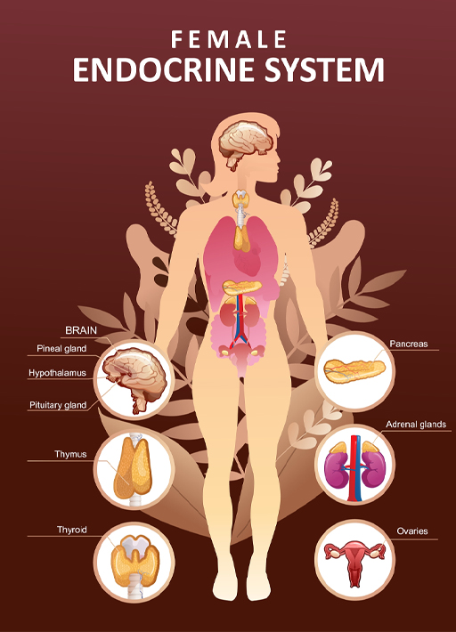 The image shows the main glands and organs of the endocrine system that secrete hormones. They are the pancreas, the adrenal glands, the ovaries, the thyroid, the thymus and the pituitary and pineal glands in the brain.
