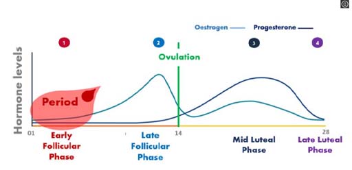 The image shows a graph with hormone levels on the vertical (y) axis and days 1 – 28 on the horizontal (x) axis. The graph shows the first phase is early follicular phase then the late follicular phase, next is ovulation at 14 days. After ovulation is the mid luteal phase and the late luteal phase. The hormone oestrogen is represented in light blue and it rises up to 12 days before falling around ovulation. It rises again after ovulation to peak at the mid luteal phase and then fall towards the end of the 28 day cycle. The hormone progesterone is represented in dark blue and it stays low up to 12 days before rising around ovulation. It keeps rising again after ovulation to peak at the mid luteal phase and then fall towards the end of the 28 day cycle.