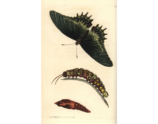 Illustration of a queen swallowtail butterfly, Papilio androgeus, with caterpillar and pupa.