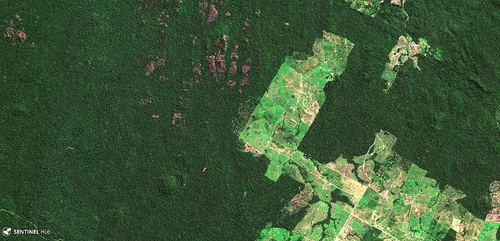 An ariel image of the Amazon rainforest showing the extent of deforestation for farming land