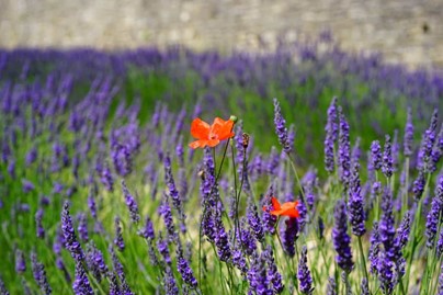 A field of purple lavender in flower. In the foreground are two red poppy flowers. In the background is an old stone wall.