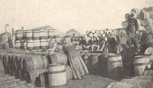 Processing fish in the herring industry. Image from 1904. Women working and lots of barrels.