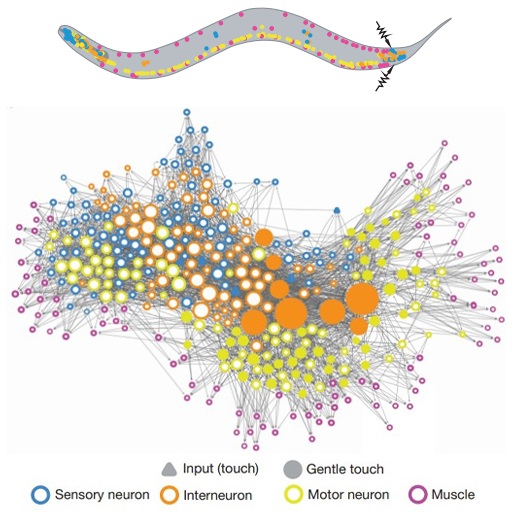 This is a drawing of the same worm species from Figure 15, with numerous coloured dots marked throughout its body, particularly near its ends and upper and lower surfaces. These mark positions of neurons and muscles. Next to this is a highly interconnected web of coloured circles (nodes) and lines. The colours indicate the type of neuron: Sensory neuron in blue, Interneuron in orange and Motor neuron in yellow. Pink/purple circles are muscles. The size of the node is proportional to the number of its connections. (In this particular study, researchers were studying the response of the worm to gentle touch. The nodes of a few sensory neurons are triangular in shape indicating where the input touch was applied. Filled nodes indicate neurons that were previously known to be involved in the worm’s response.)