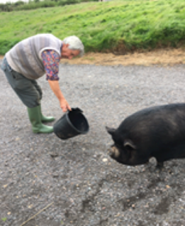 A photograph of a man holding a bucket next to a pig in a farm setting.