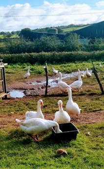 A photograph of a group of ducks in a field.