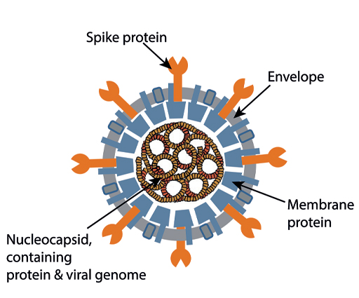 Diagram of the SARS-Cov2 virus.