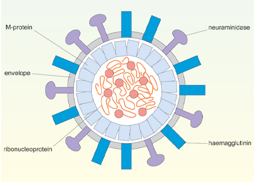 Cross-sectional diagram of the spherical virus, the convoluted ribonucleoprotein genome with its replication enzymes is inside the capsid which comprises M-protein subunits.