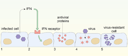 The diagram illustrates the stages of the process that results in viral resistance.