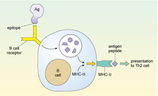 Diagram of Antigen presentation by B cells.