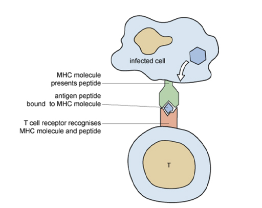 Diagram of MHC molecules
