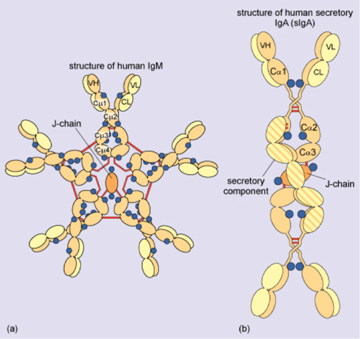 Diagram of (a) IgM pentamer and (b) IgA a dimer.