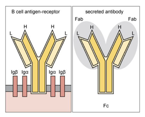 Diagram of (left) B cell receptor (right) secreted antibody.