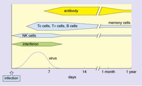 Diagram showing the immune defences against an acute viral infection