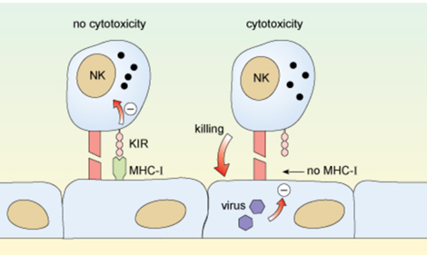 Diagram of infected cells by NK cells.