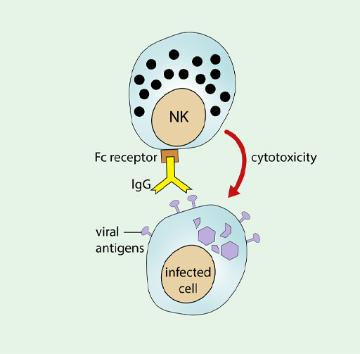 Diagram showing how NK cells use IgG as an adapter