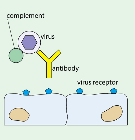 Diagram showing antibody blocks binding of virus to a host cell