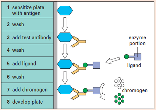 A diagram showing the basic steps of an assay.