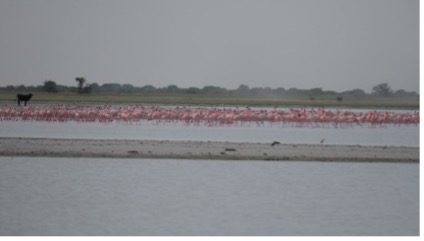 Possibly flamingos? Photo by S. Filippidou, AstrobiologyOU