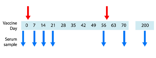 Diagram showing the schedule of a phase-1 vaccine trial