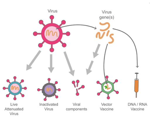 Diagram showing the five different strategies for producing an anti-viral vaccine.