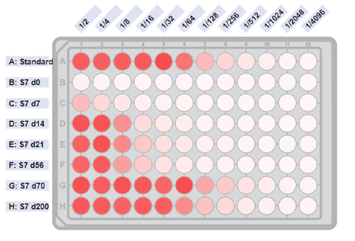 A picture of an ELISA plate developed with OPD.