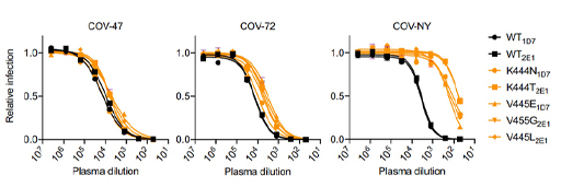 Diagram of 3 line graphs displaying the ability of plasma from 3 different convalescent individuals (COV-47, COV-72, COV-NY).