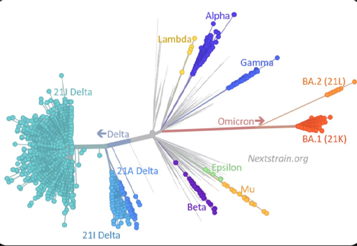 Diagram displaying the lineages of SARS-CoV2.