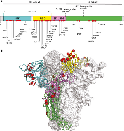 Diagram showing mutations in the gene encoding the spike protein of the omicron BA.1 variant, compared with the original Wuhan-Hu strain and the position of these mutations.