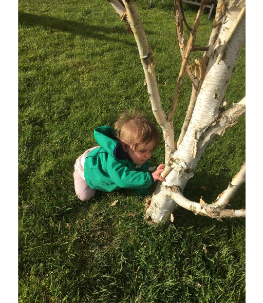 A toddler touching a tree.