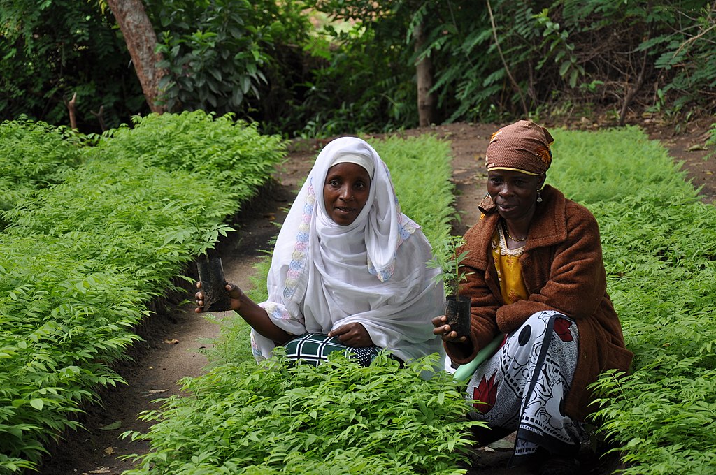 Woman sewing seedlings for reforestation in Tanzania