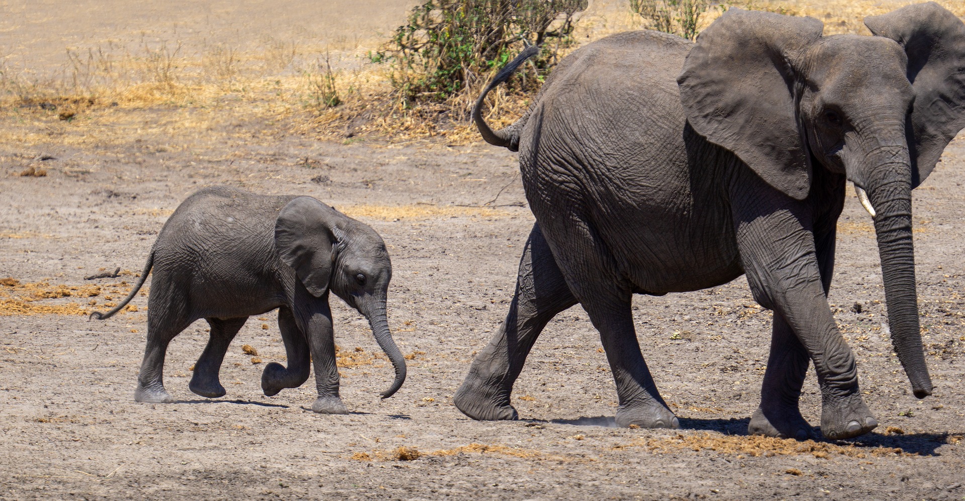 Mum with baby elephant in Tanzania