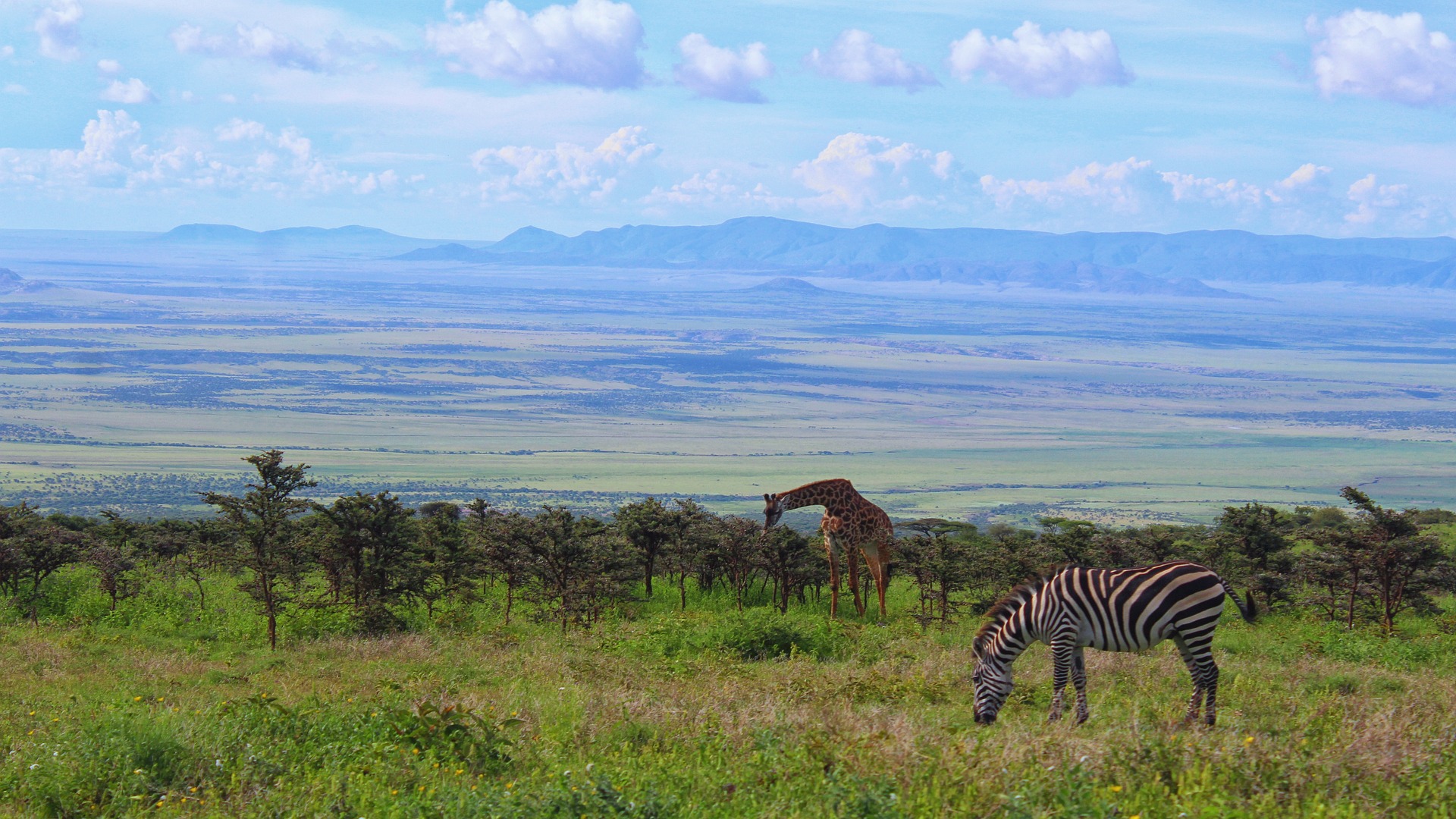 A wildlife scene in Tanzania showing a giraffe in the background and a zebra in the foreground