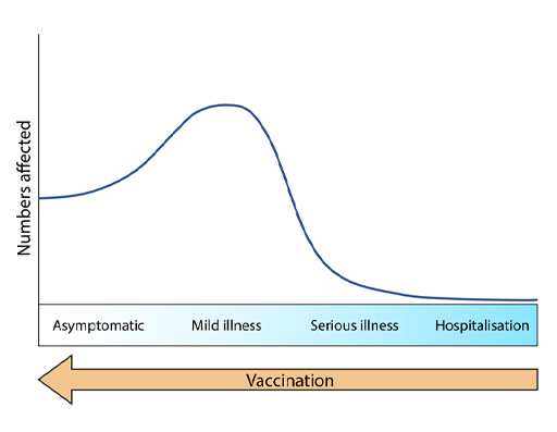 Line graph showing the diagrammatic representation of the role of vaccination.