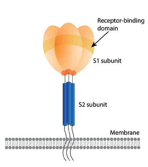 Diagram of SARS-CoV2 spike protein