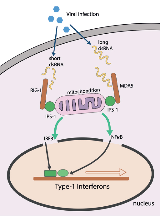A diagram showing the recognition of viral dsRNA.