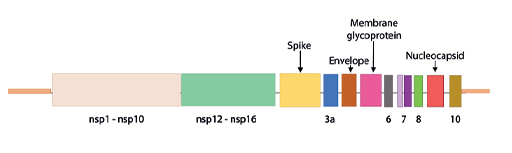 Diagram of the genome of SARS-CoV2 and encoded proteins.