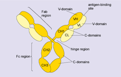 Diagram of an IgG molecule