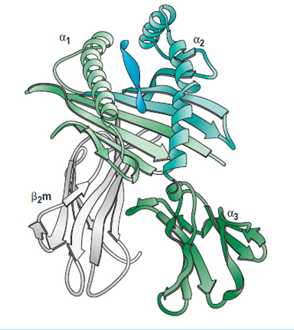 A ribbon diagram of the extracellular portion of an MHC class I molecule with a bound peptide.