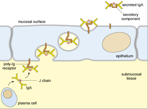 Diagram of transport of IgA