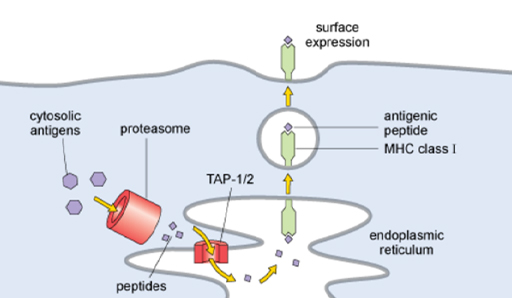 This diagram shows antigens in the cytosol entering the proteasome to be degraded.