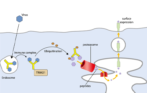 Diagram displaying the action of TRIM21.