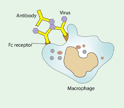 The diagram shows Fc receptors on its surface.