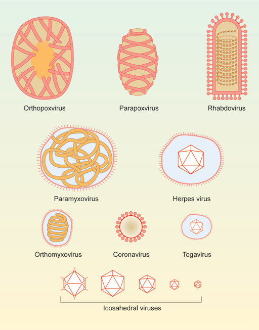 The icosahedral viruses are from left to right: adenovirus, reovirus, papovavirus, picornavirus, parvovirus.