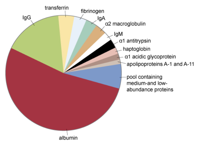 A colour pie chart showing the labelled protein components of plasma.