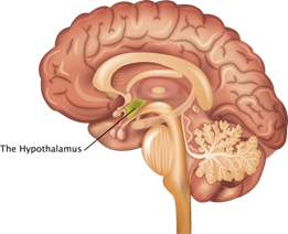 Diagram of the brain with the hypothalamus labelled