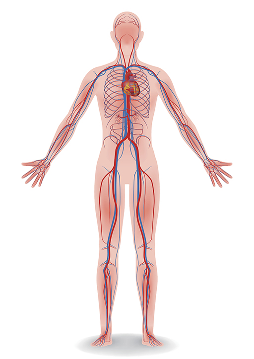Drawing of the human body showing arteries and veins