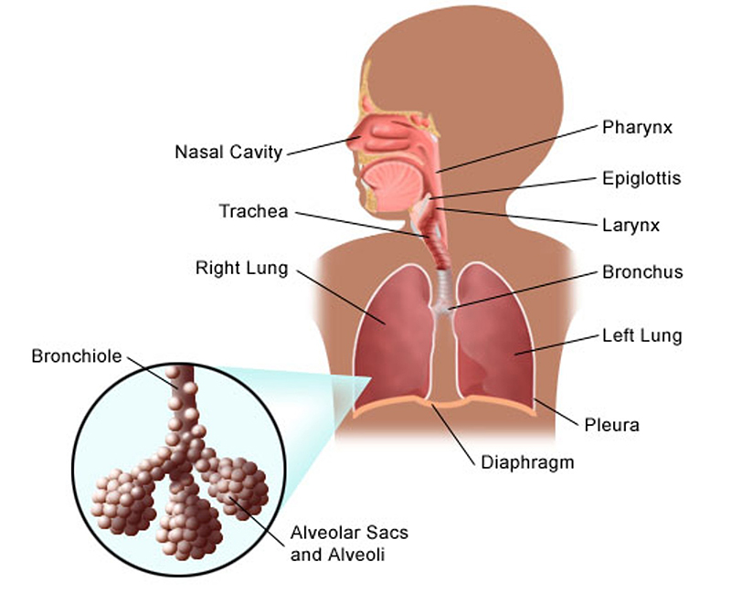 Parts of the human respiratory system