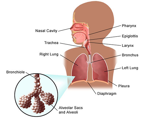 Parts of the human respiratory system
