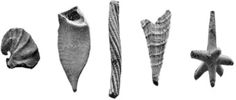 A photos of five small fossils, shaped like twisted tubes, cones, curled horns and spikes.
